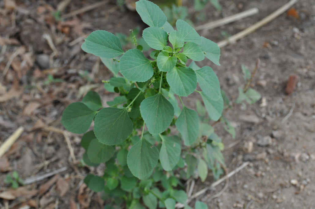 Acalypha indica